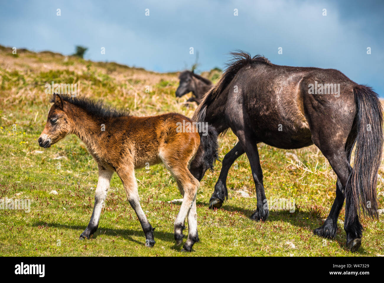 Dartmoor Pony Fohlen mit Mare vor haytor Rock, Devon, West Country, England, UK. Stockfoto