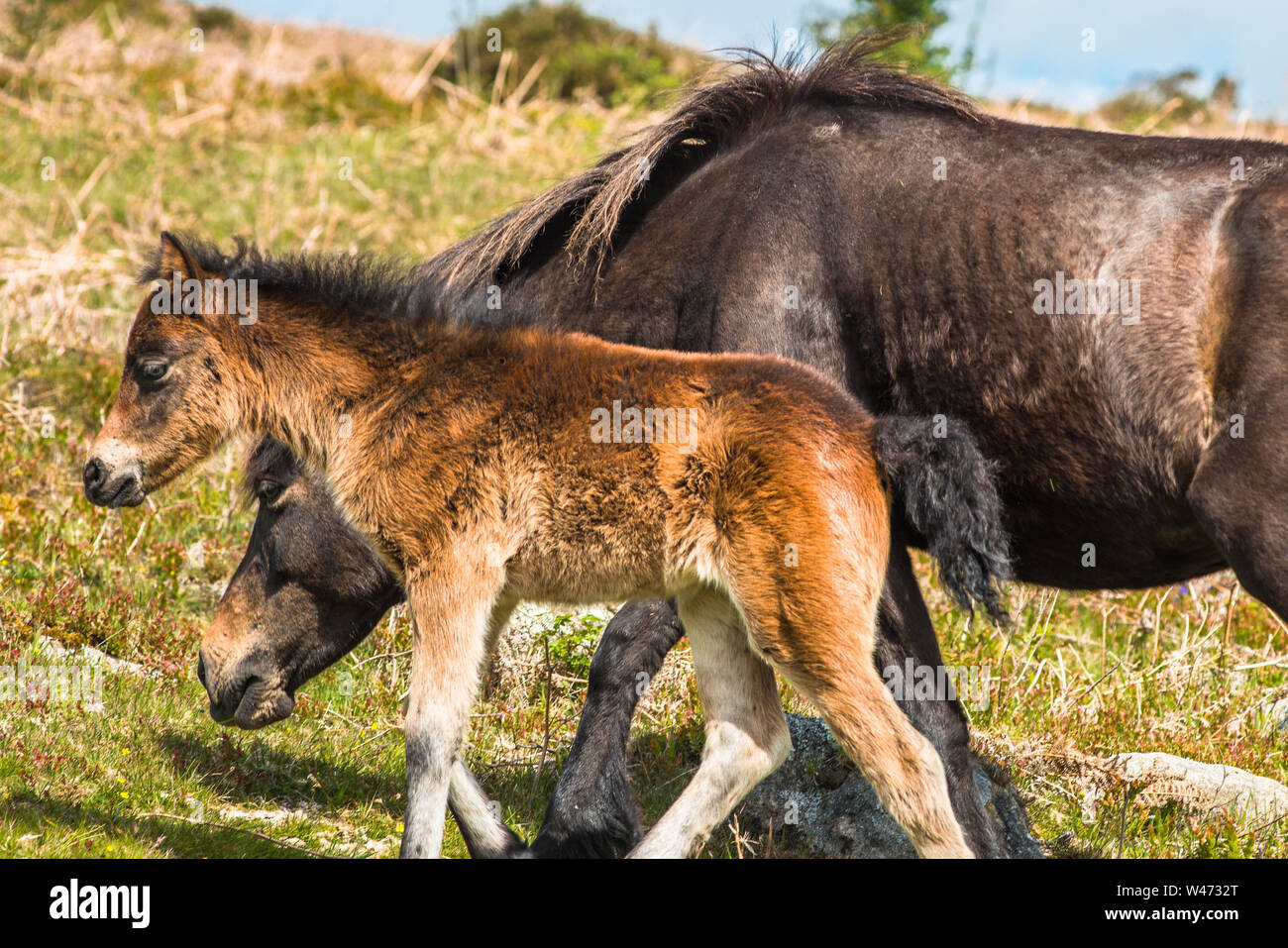 Dartmoor Pony Fohlen mit Mare vor haytor Rock, Devon, West Country, England, UK. Stockfoto