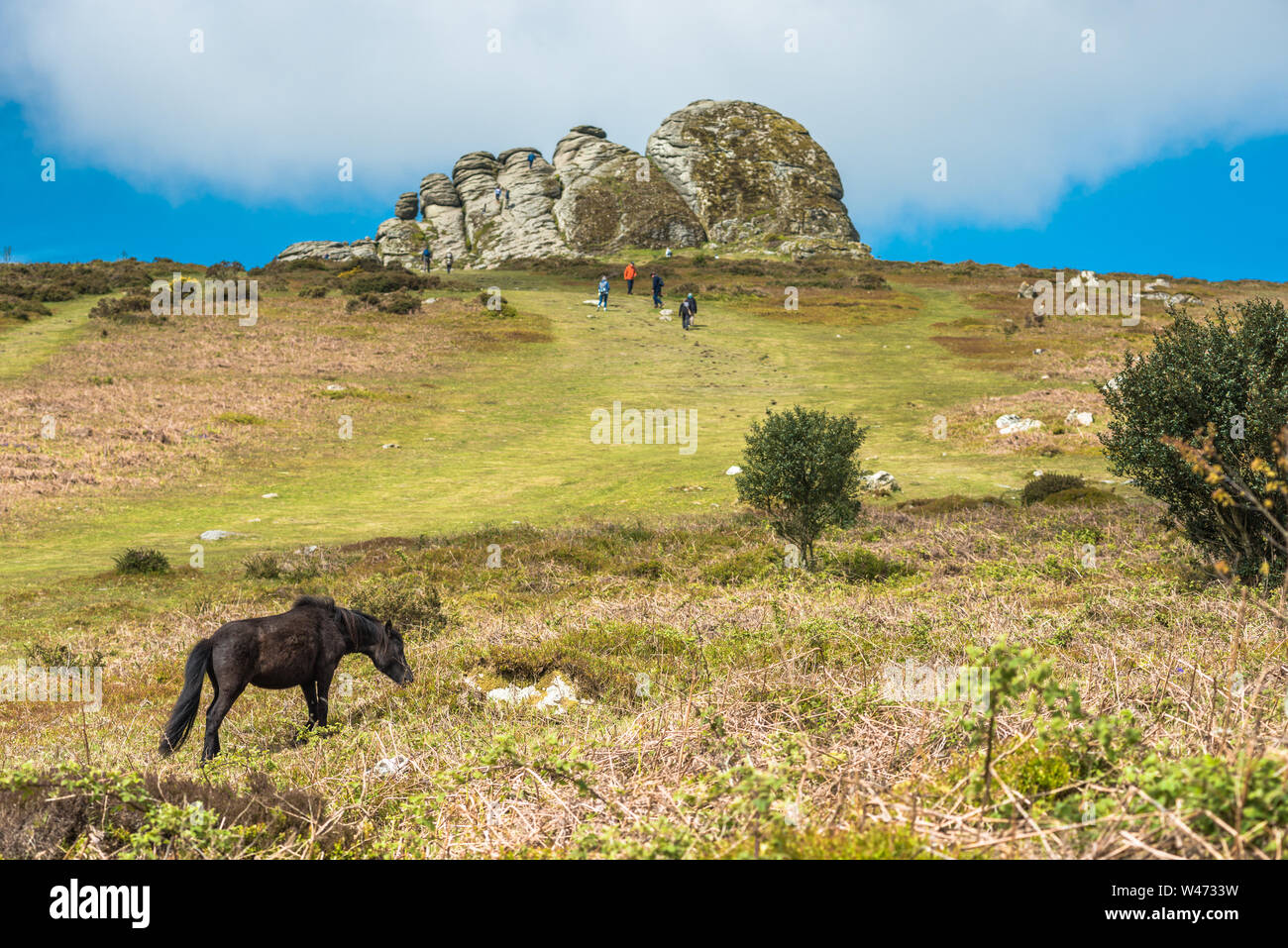 Dartmoor Pony vor haytor Rock, Devon, West Country, England, UK. Stockfoto