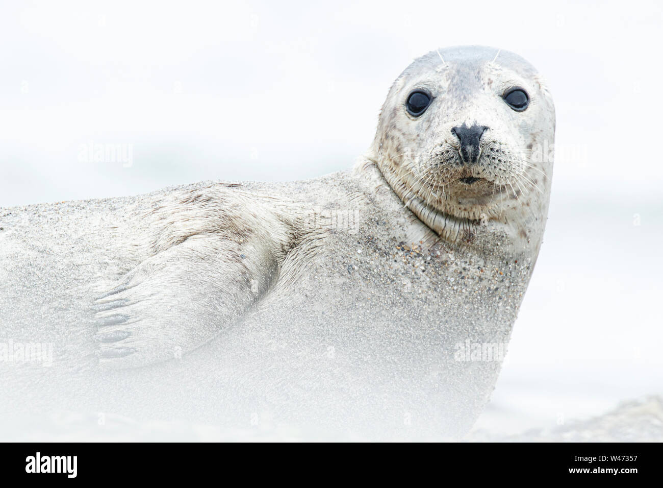 Kegelrobbe (Halichoerus grypus) Portrait. Stockfoto