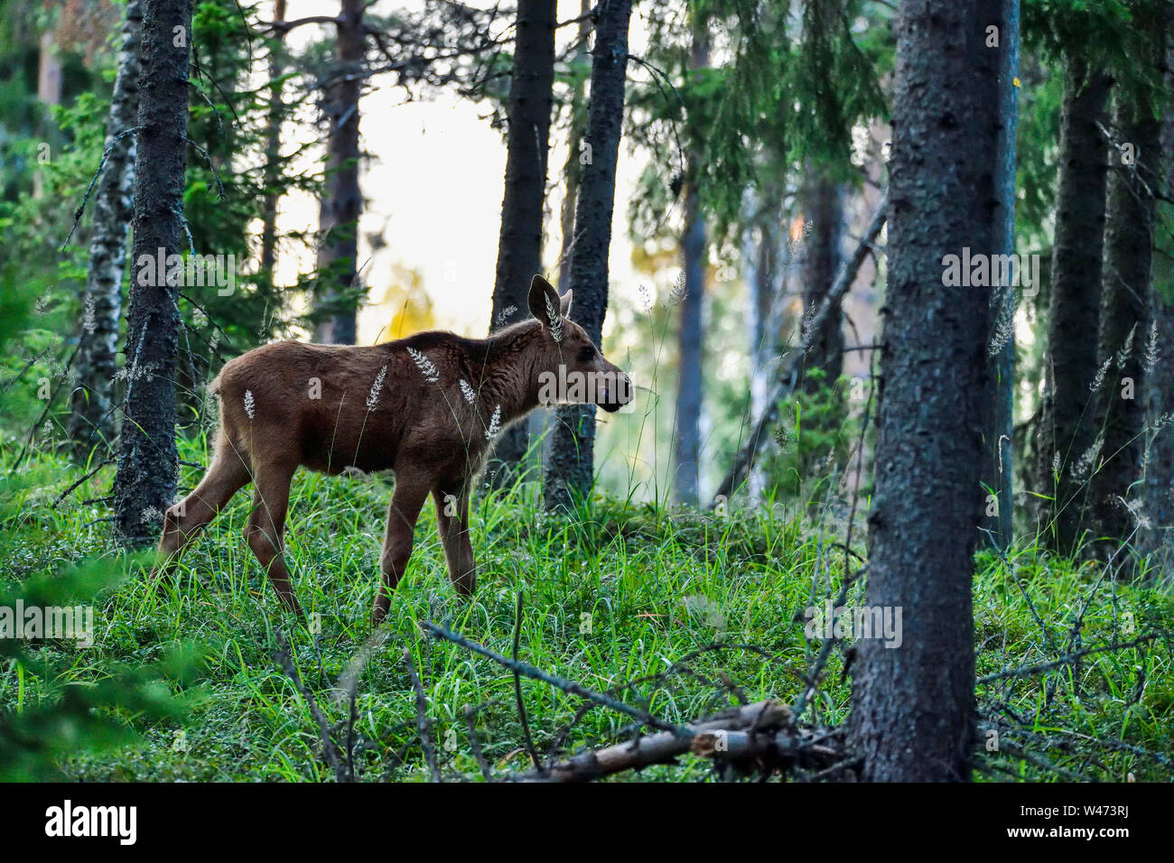 Elche kalben Wundern im Wald Stockfoto