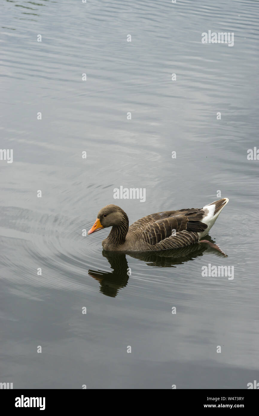 Graugans Stockfoto