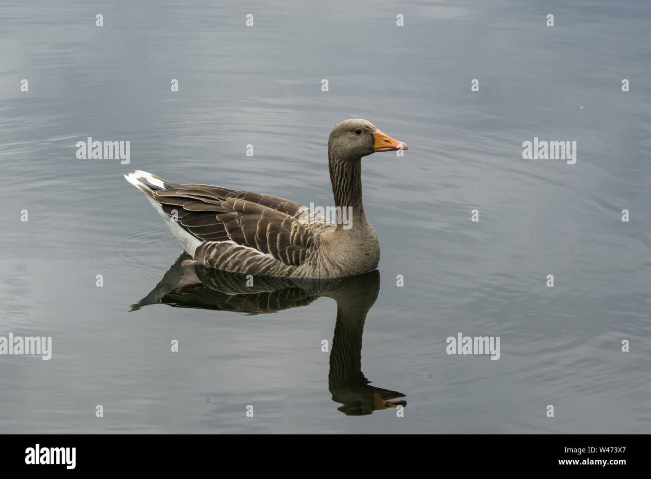 Graugans Stockfoto