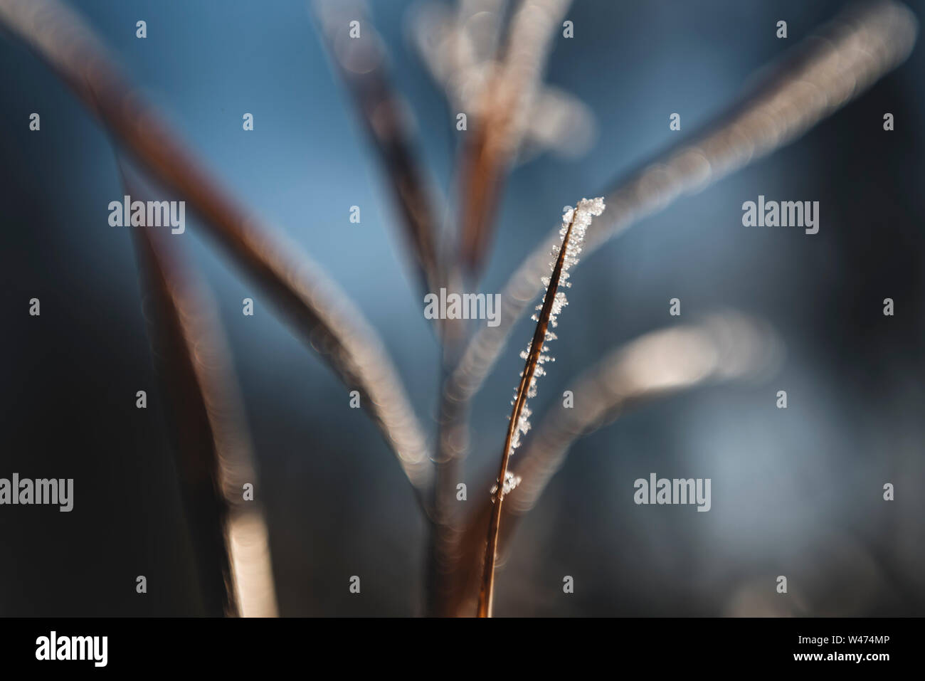 Nahaufnahme Frosty Grashalm im Winter Stockfoto