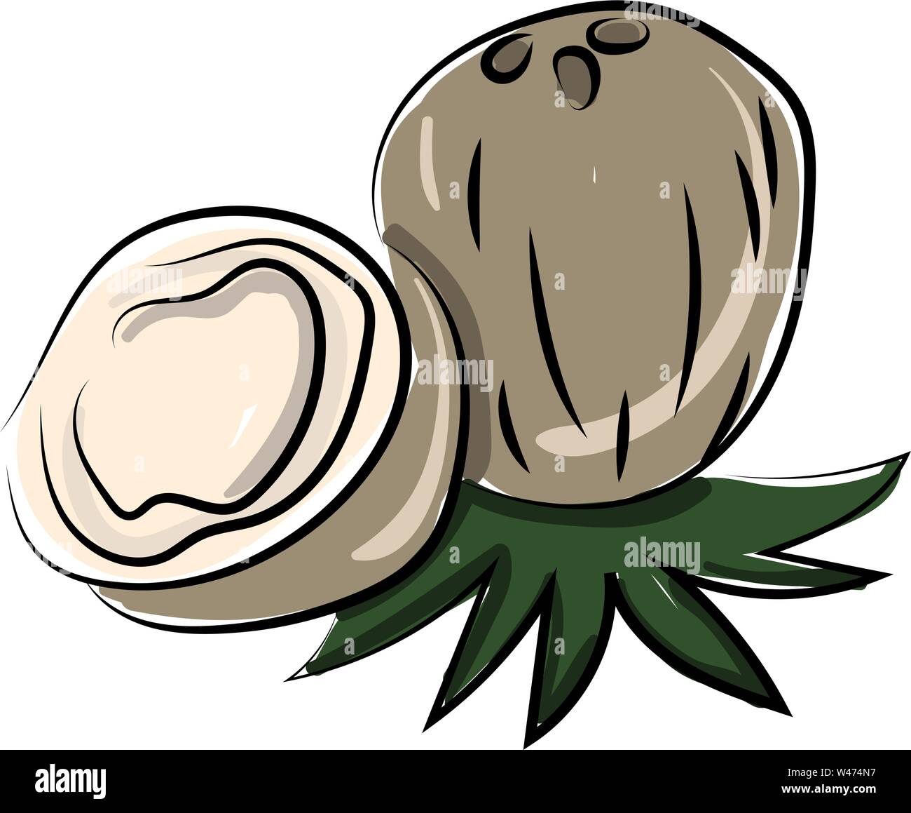 Kokosnuss halbieren, Illustration, Vektor auf weißem Hintergrund. Stock Vektor