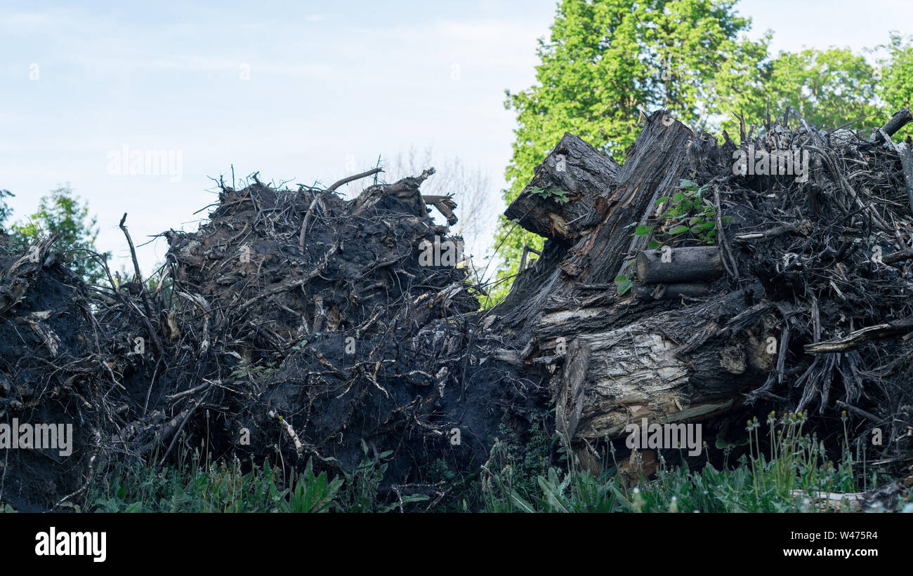 Entwurzelte baum Wurzeln und Stümpfe. Konzept der Entwaldung. Stockfoto