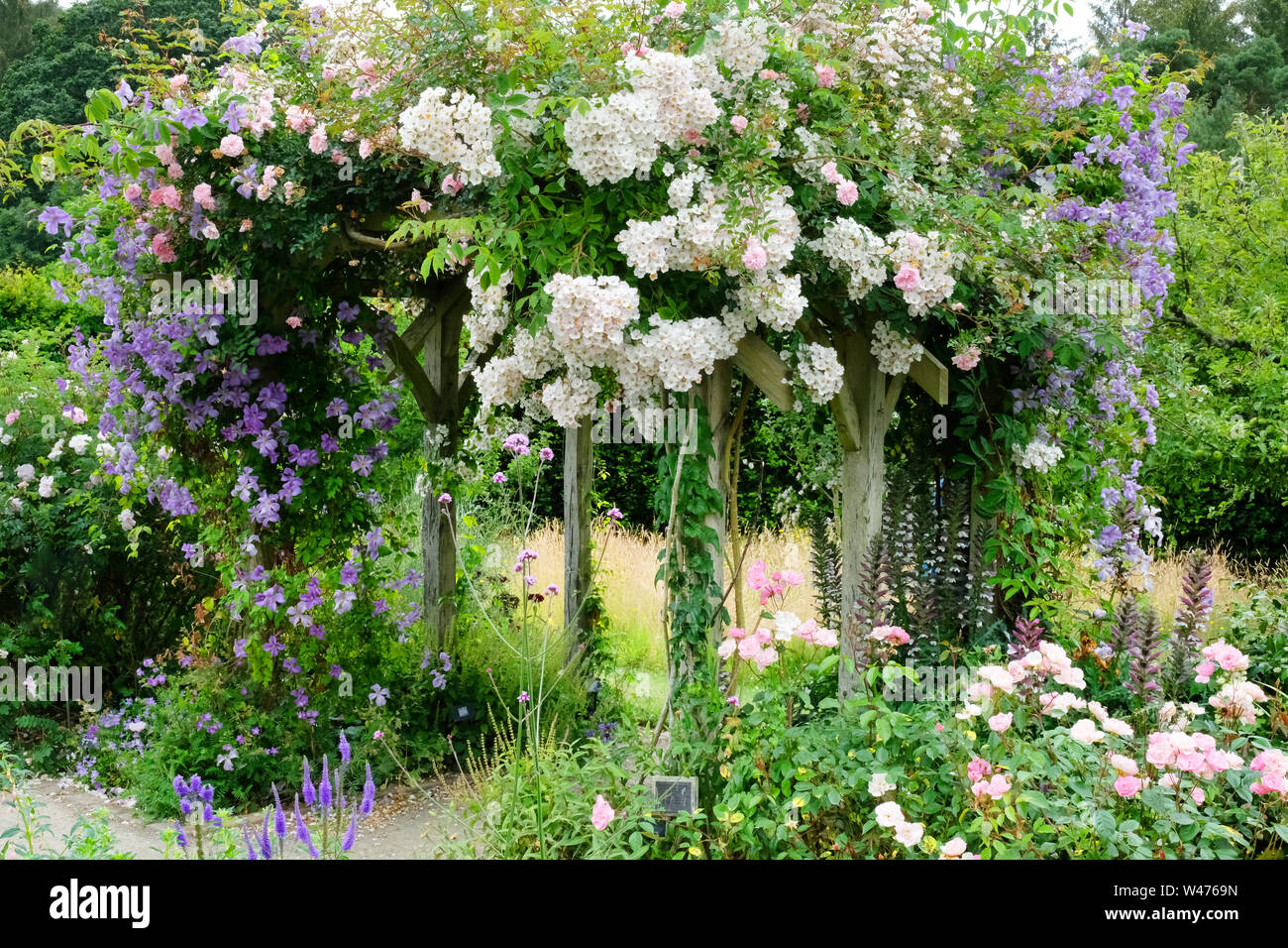 Ein hölzernes Gitter bedeckt mit Rosen und Clematis - Johannes Gollop Stockfoto