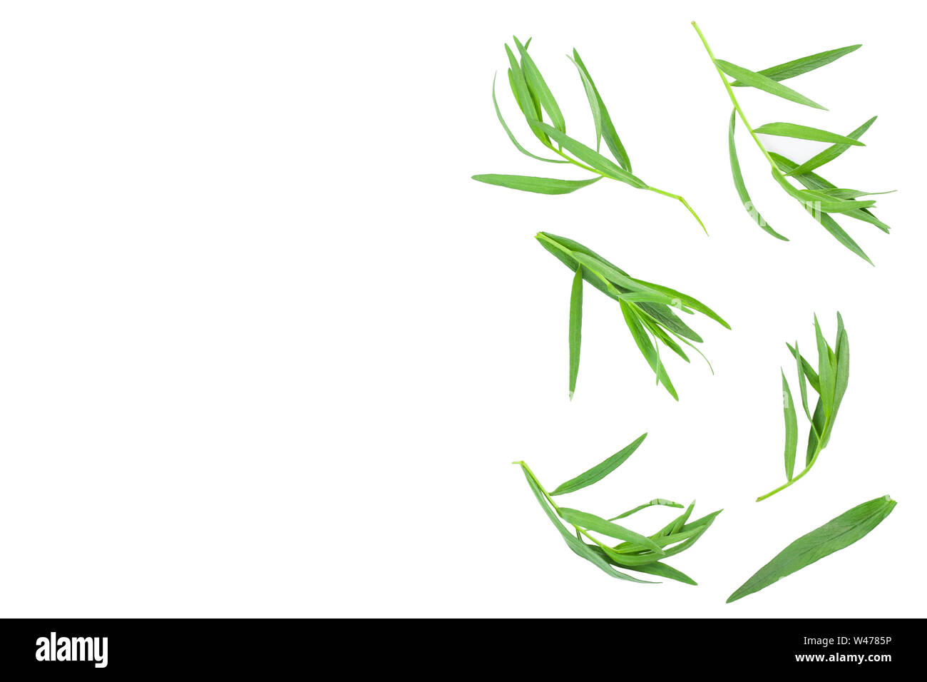 Estragon oder Estragon auf einem weißen Hintergrund mit Kopie Platz für Ihren Text isoliert. Artemisia dracunculus. Ansicht von oben. Flach. Stockfoto