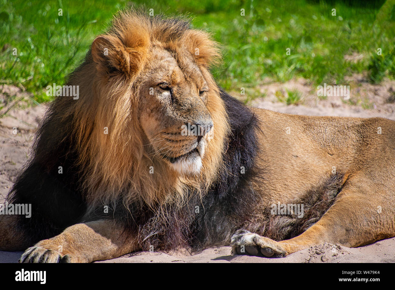 Männliche Löwe zur Festlegung der in der Sonne Stockfoto