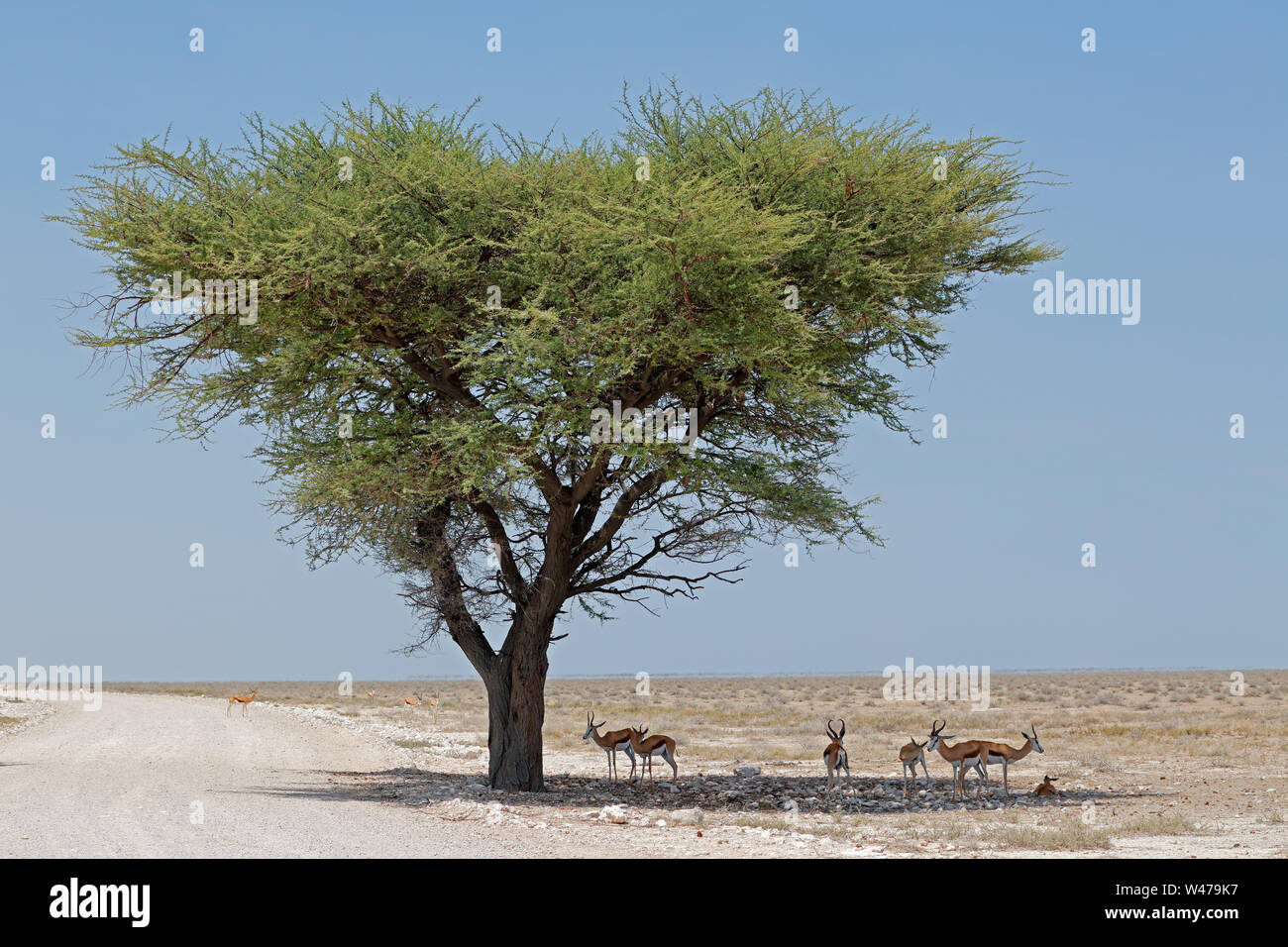 Antilopen, Springböcke (Antidorcas marsupialis) in ariden Landschaft, Etosha National Park, Namibia Stockfoto