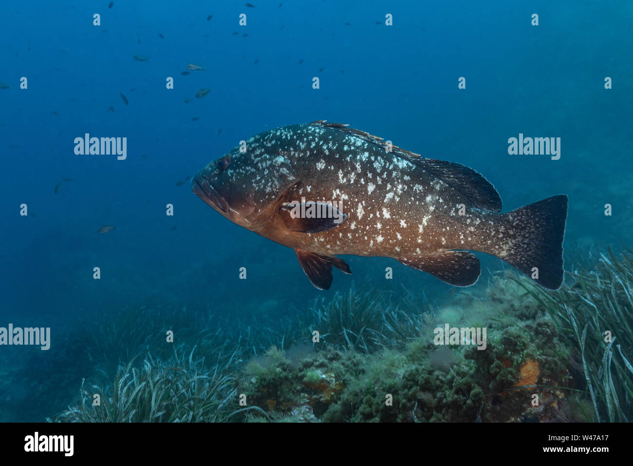 Dusky Grouper - mérou Brun (epinephelus Marginatus) des Mittelmeers. Stockfoto