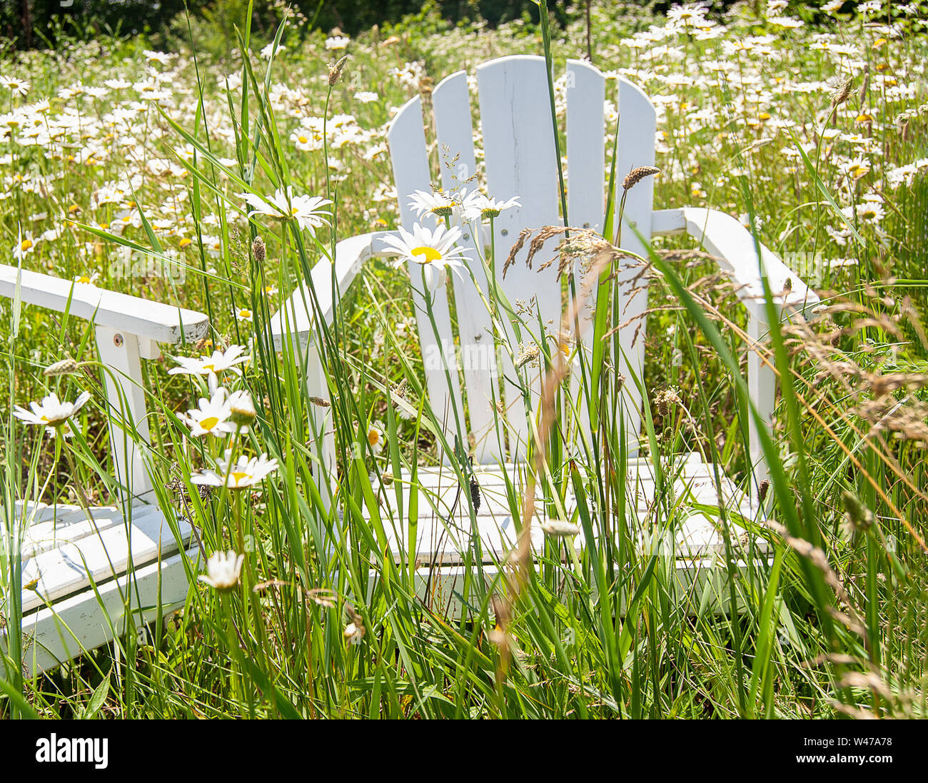 Weiße hölzerne Adirondack Stuhl in Daisy wildflower Feld Stockfoto