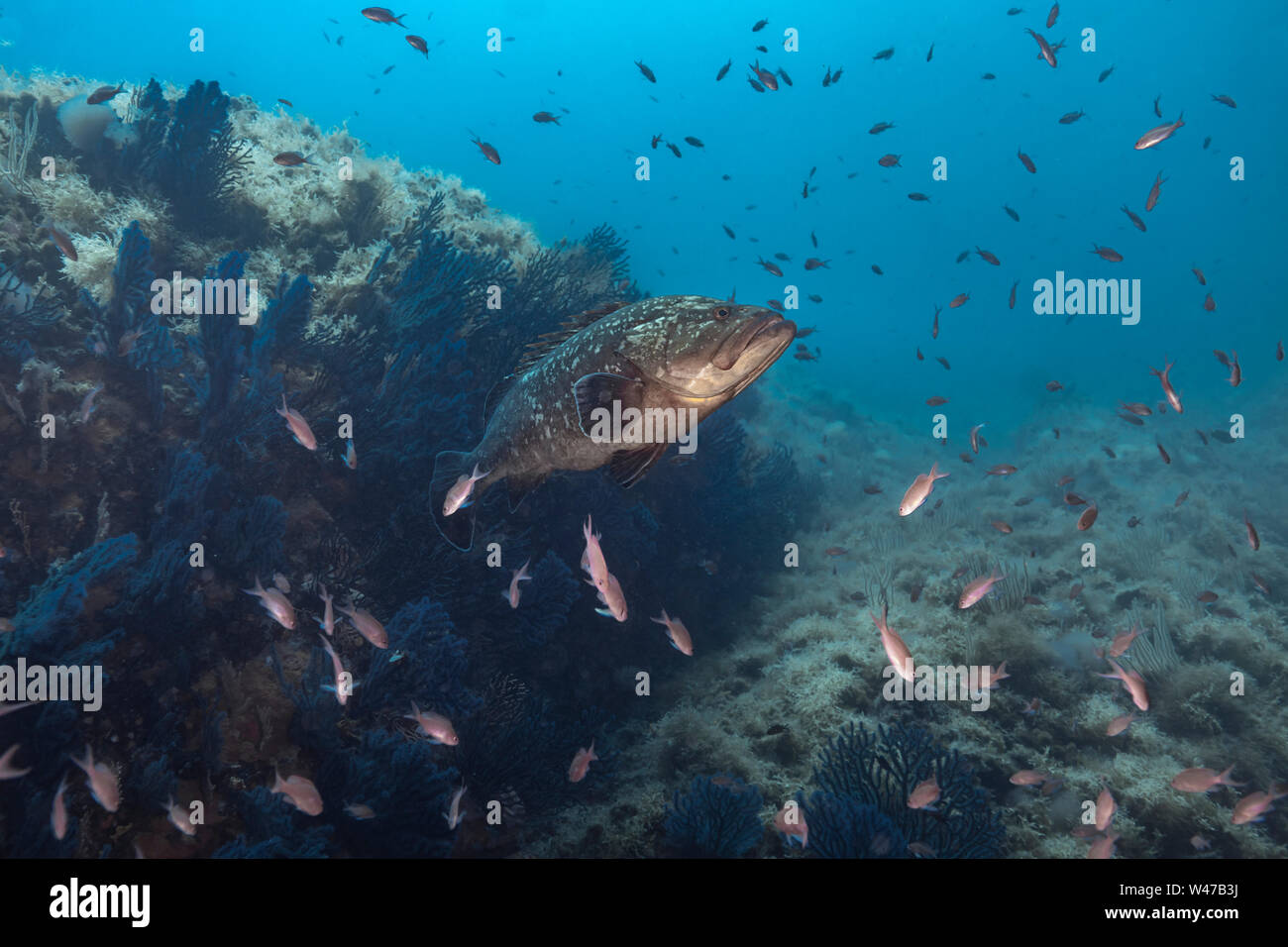Dusky Grouper - mérou Brun (epinephelus Marginatus) des Mittelmeers. Stockfoto