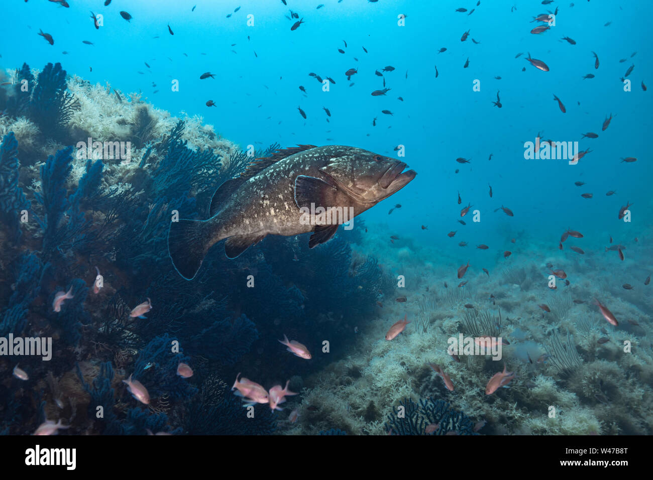 Dusky Grouper - mérou Brun (epinephelus Marginatus) des Mittelmeers. Stockfoto