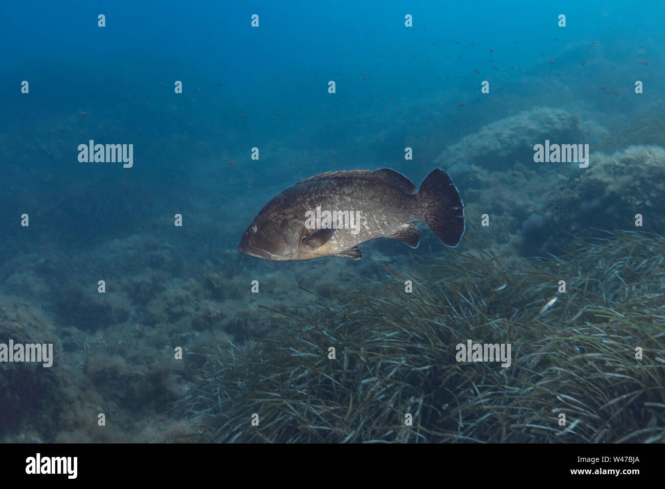 Dusky Grouper - mérou Brun (epinephelus Marginatus) des Mittelmeers. Stockfoto