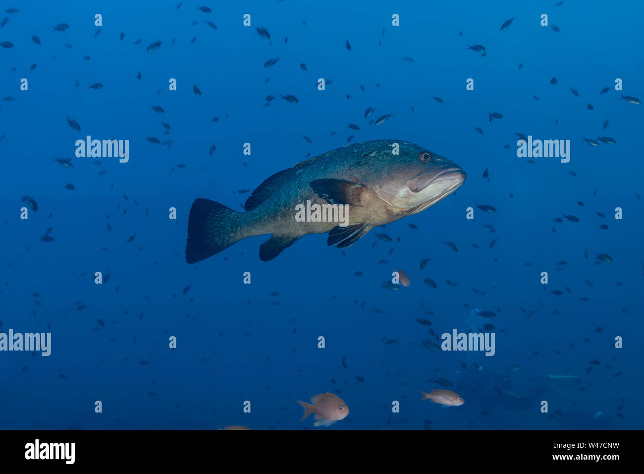 Dusky Grouper - mérou Brun (epinephelus Marginatus) des Mittelmeers. Stockfoto