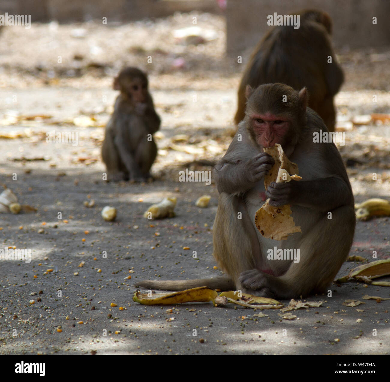 Indischen Affen rhesusfaktor Rache heiligen Status- und Futtermittel in die Heiligtümer, in der Tat - parasitieren auf die menschliche Stockfoto