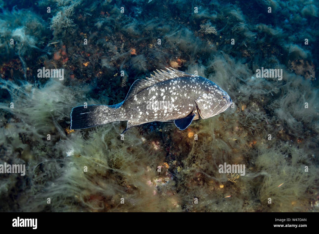 Dusky Grouper-Mérou Brun (epinephelus Marginatus) des Mittelmeers. Stockfoto