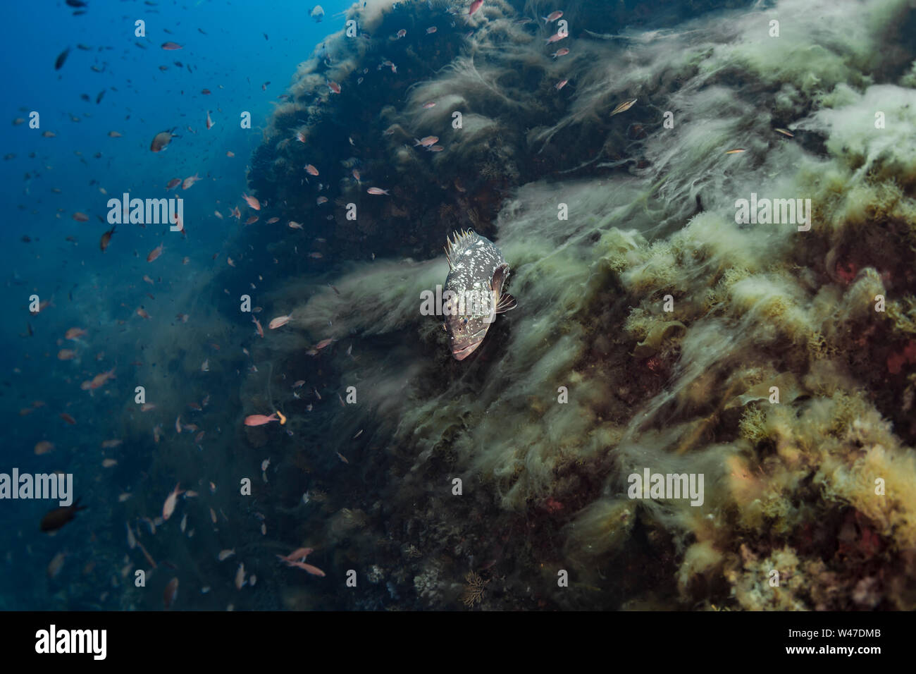 Dusky Grouper-Mérou Brun (epinephelus Marginatus) des Mittelmeers. Stockfoto