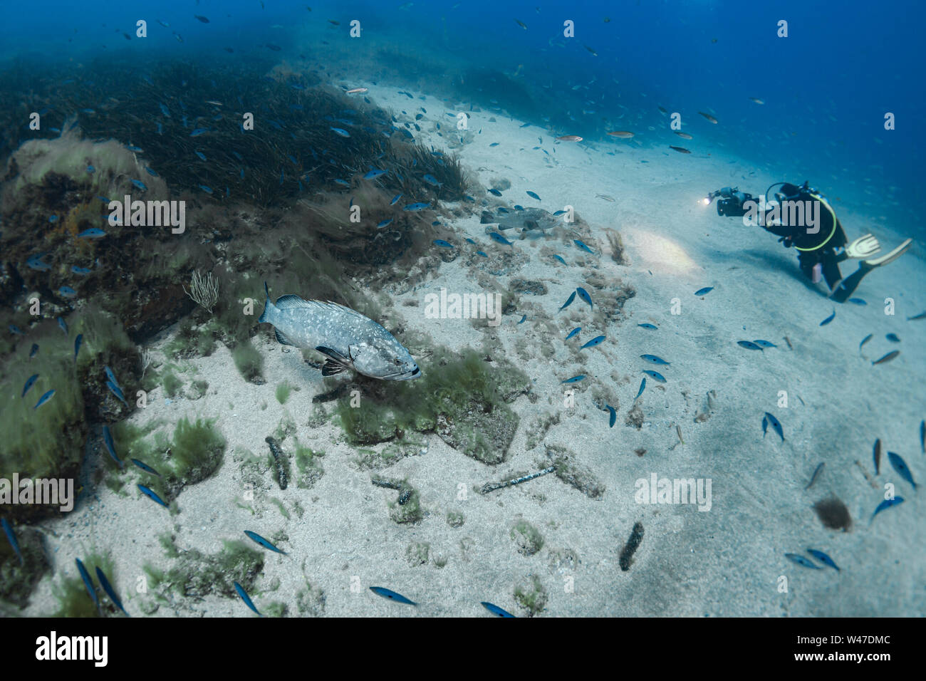 Dusky Grouper-Mérou Brun (epinephelus Marginatus) des Mittelmeers. Stockfoto