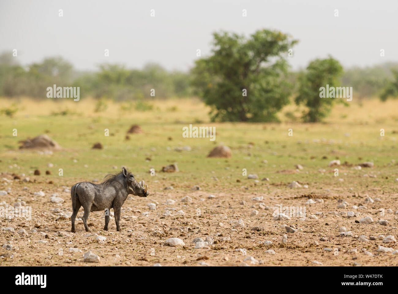 Wüste Warzenschwein - Phacochoerus aethiopicus, beliebte Säugetier aus afrikanischen Savannen, Etosha National Park, Namibia. Stockfoto