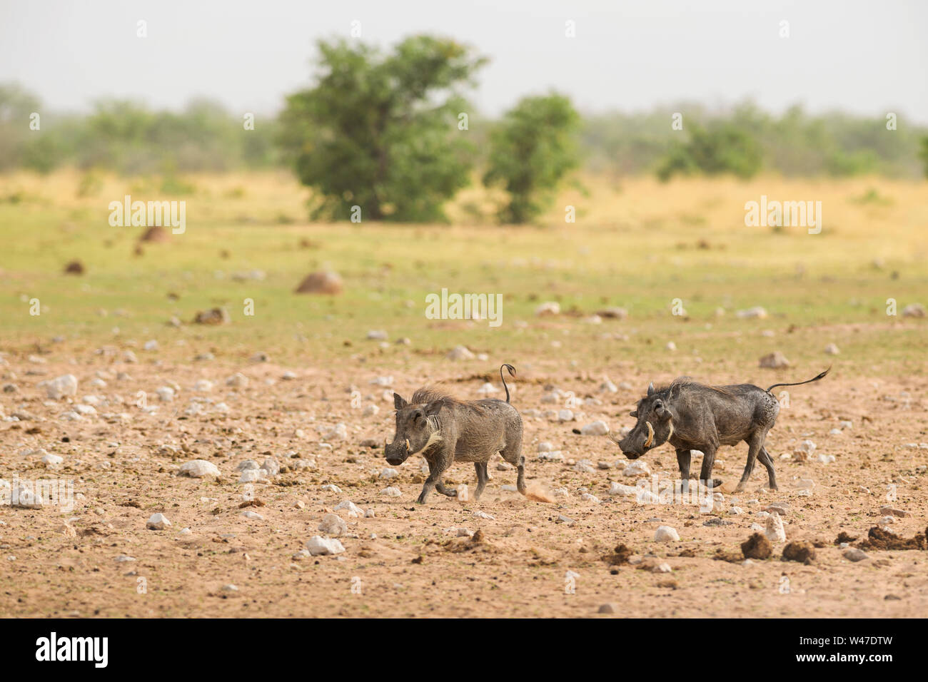 Wüste Warzenschwein - Phacochoerus aethiopicus, beliebte Säugetier aus afrikanischen Savannen, Etosha National Park, Namibia. Stockfoto