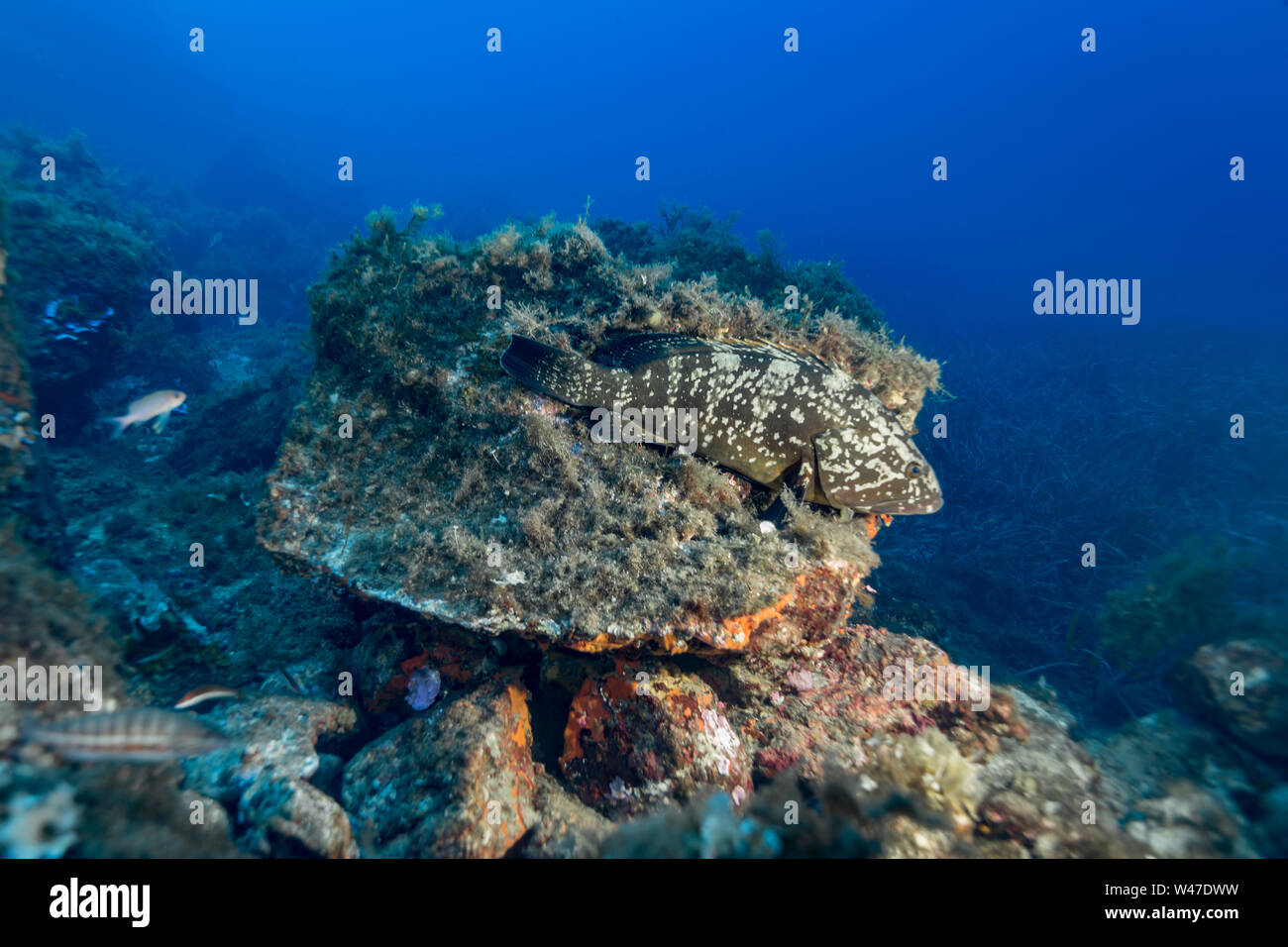 Dusky Grouper-Mérou Brun (epinephelus Marginatus) des Mittelmeers. Stockfoto