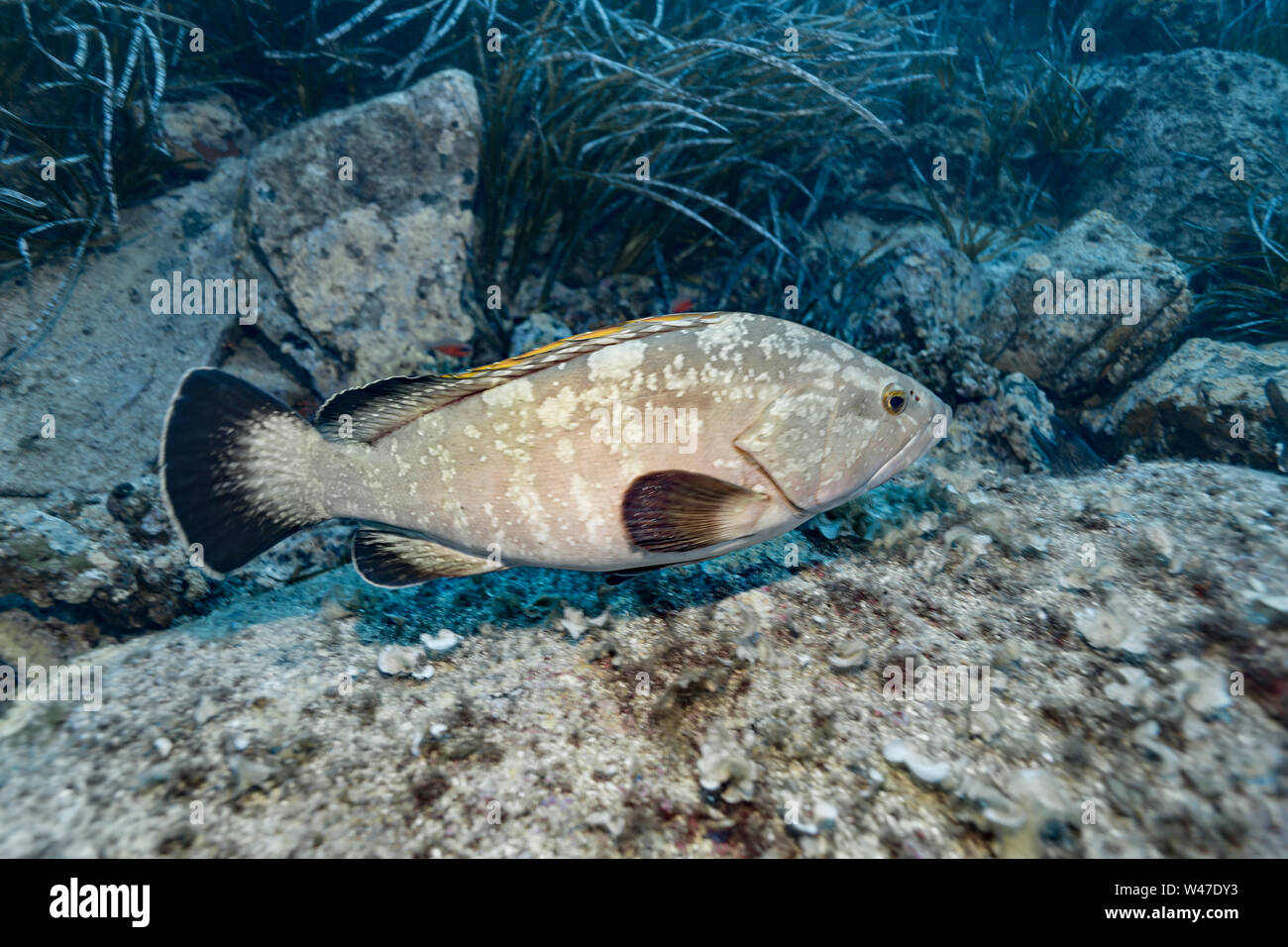 Dusky Grouper-Mérou Brun (epinephelus Marginatus) des Mittelmeers. Stockfoto