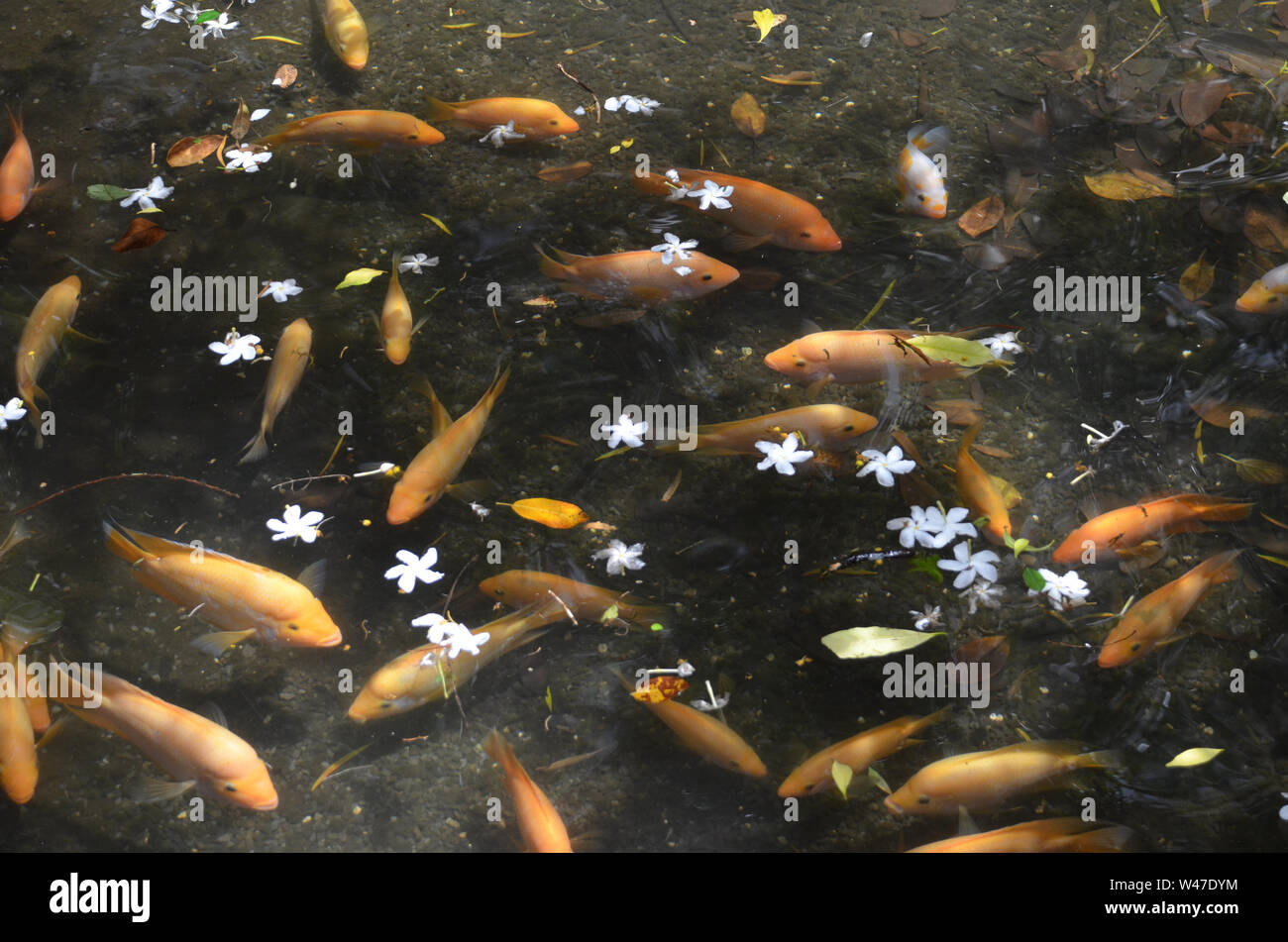 Die Koi Schwimmen im Teich mit Plumeria Blütenblätter oben; Oahu, Hawaii Stockfoto