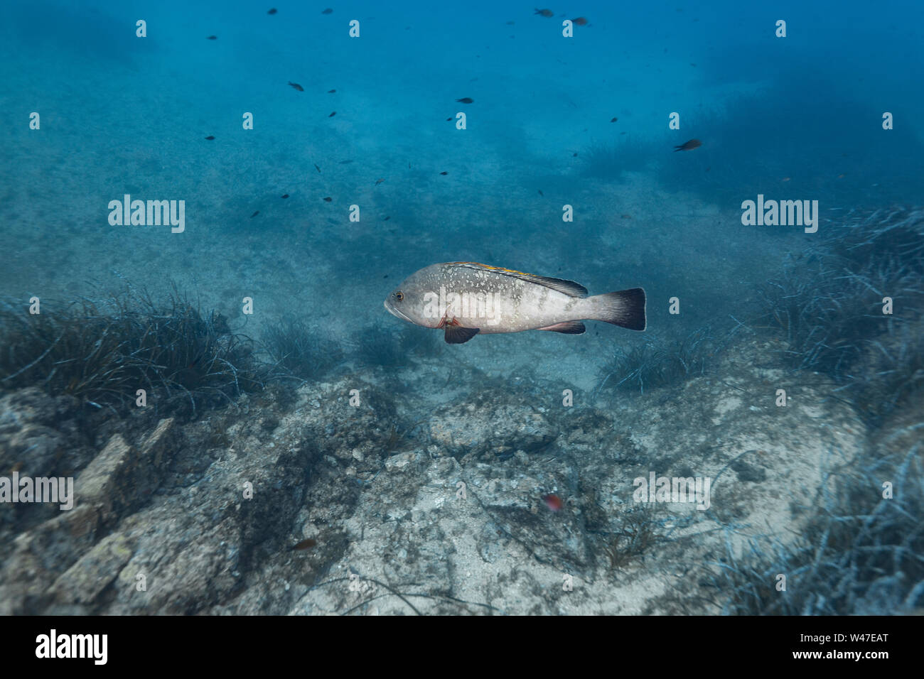 Dusky Grouper-Mérou Brun (epinephelus Marginatus) des Mittelmeers. Stockfoto