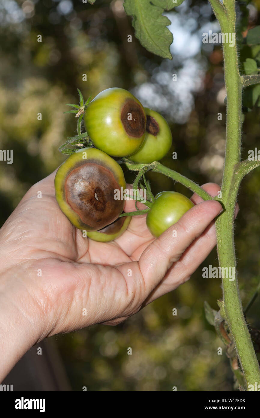 Tomaten die Kraut- und Knollenfäule, verursacht durch Phytophthora infestans Stockfoto