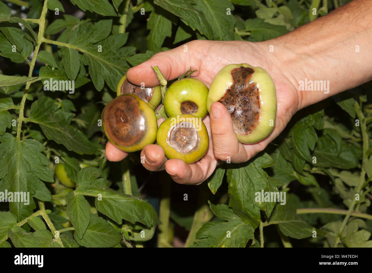 Tomaten die Kraut- und Knollenfäule, verursacht durch Phytophthora infestans Stockfoto