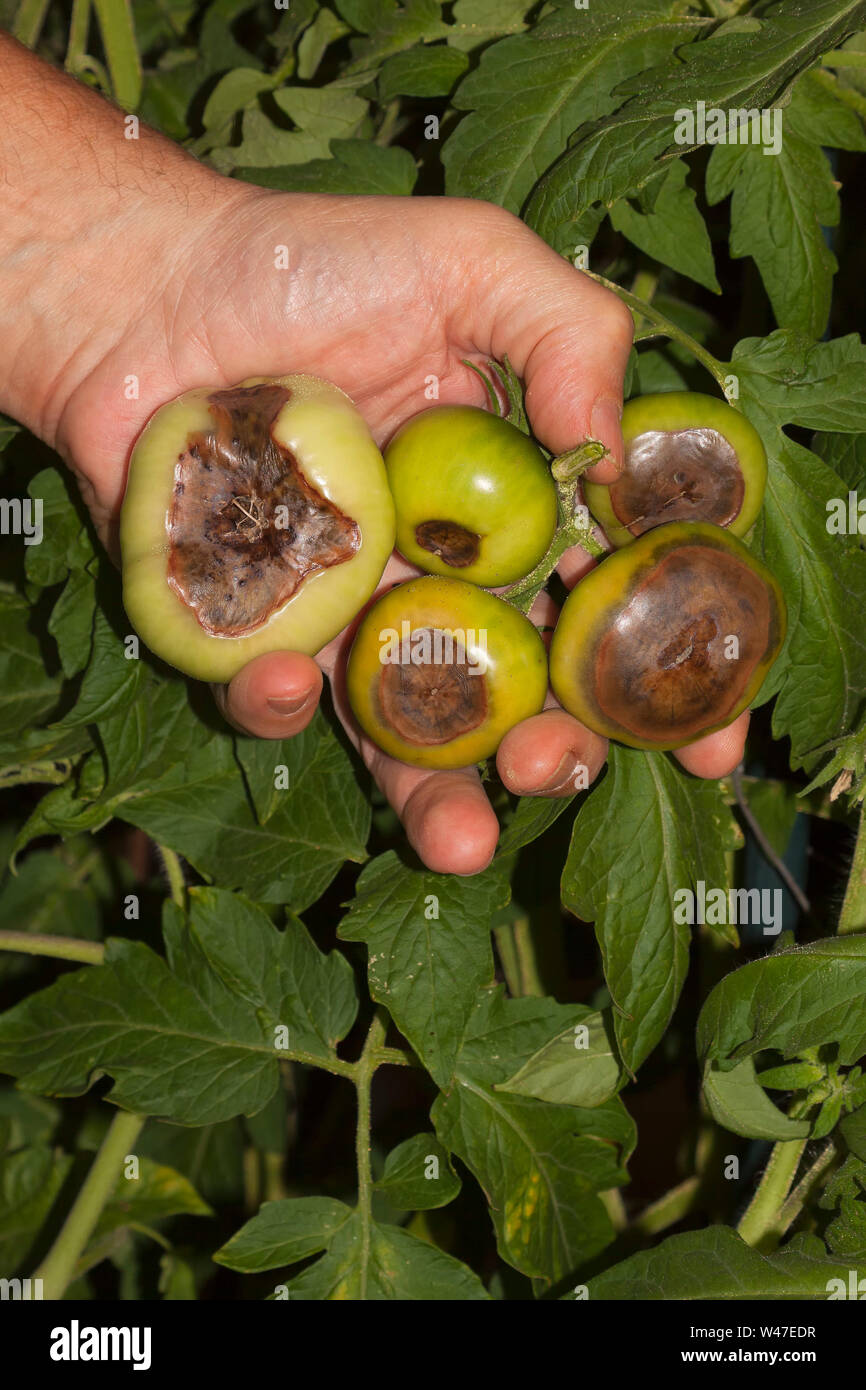 Tomaten die Kraut- und Knollenfäule, verursacht durch Phytophthora infestans Stockfoto