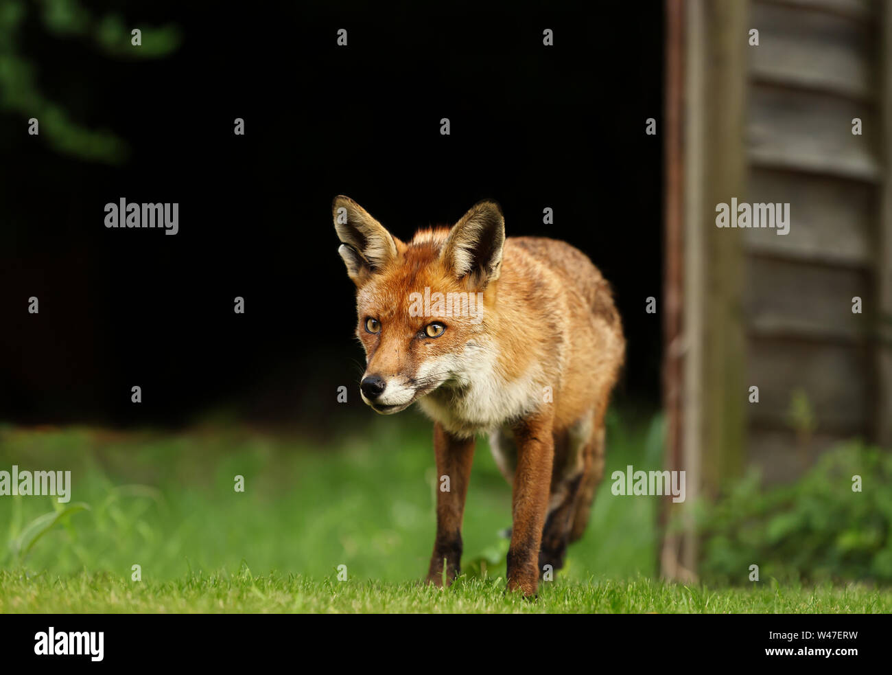 Nahaufnahme eines Red Fox im Gras auf schwarzem Hintergrund, England, UK. Stockfoto