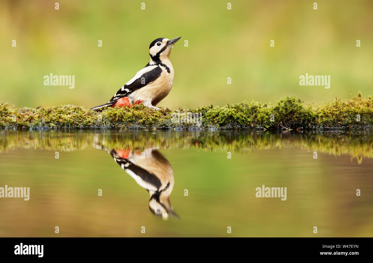 Der Buntspecht und seine Reflexion von einem Teich, UK. Stockfoto