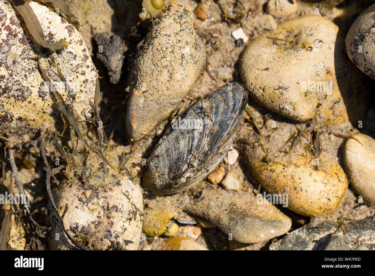 Einen einzigen essbaren Muscheln, Mytilus edulis, bei niedrigen Wasser ausgesetzt auf der Küstenlinie von Portland Harbour in Dorset England UK GB Stockfoto