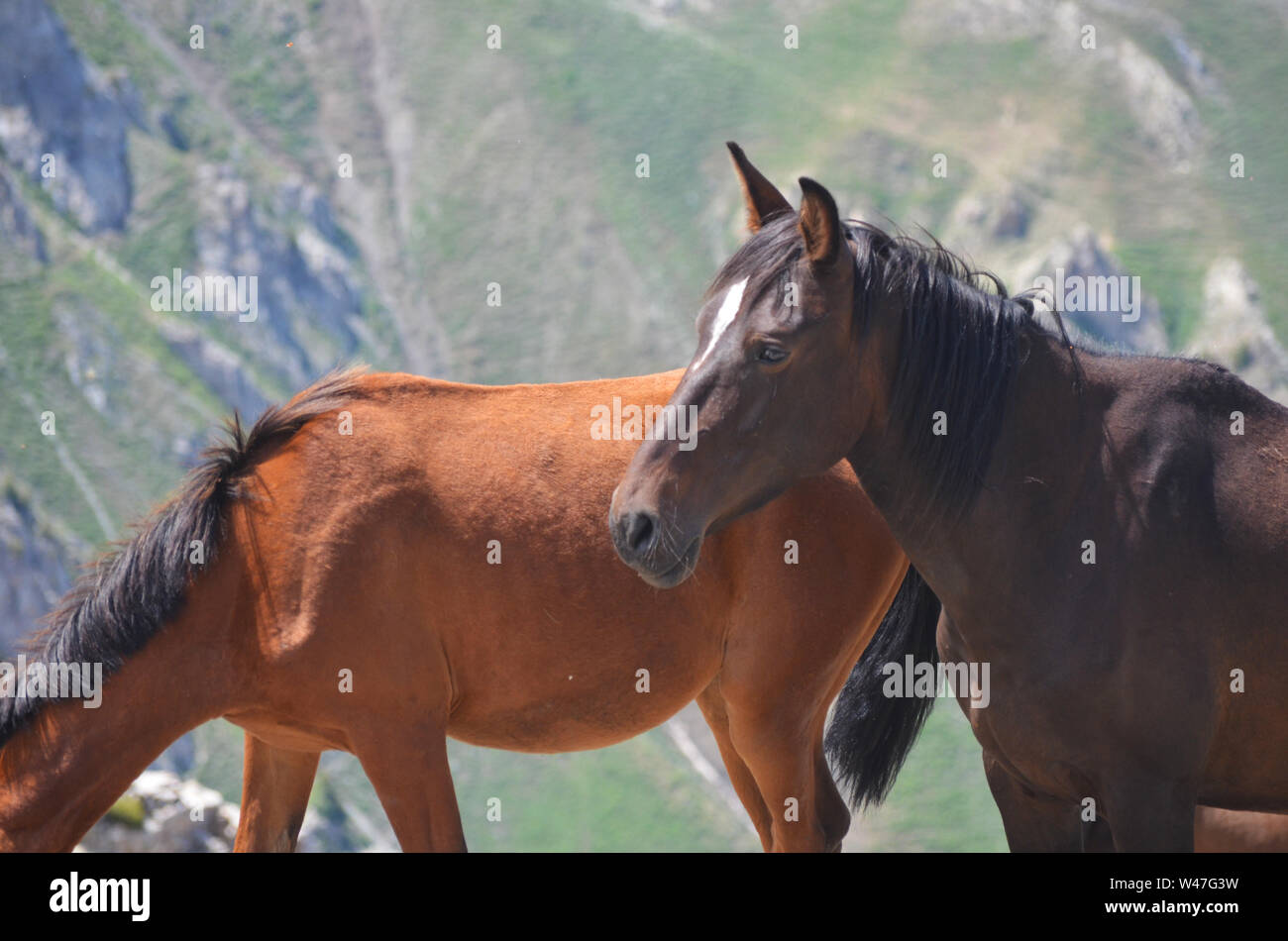 Wilde Pferde in der Nähe von grösseren, Ugam-Chatkal Chingam Peak National Park, Usbekistan Stockfoto