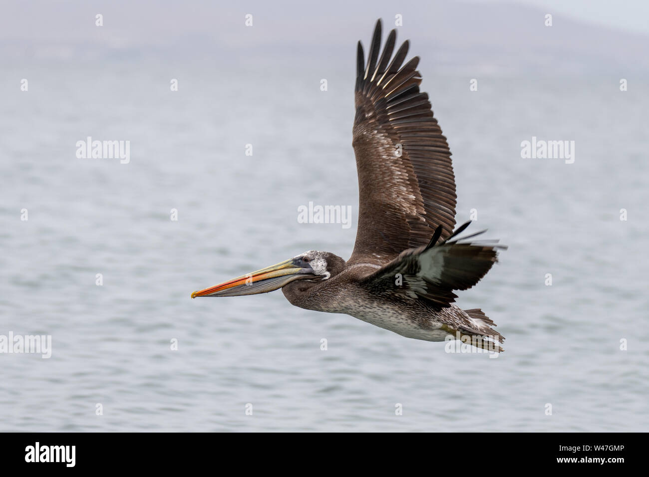 Peruanische Pelikan (Pelecanus thagus) im Flug in der Ballestas Inseln, Peru Stockfoto