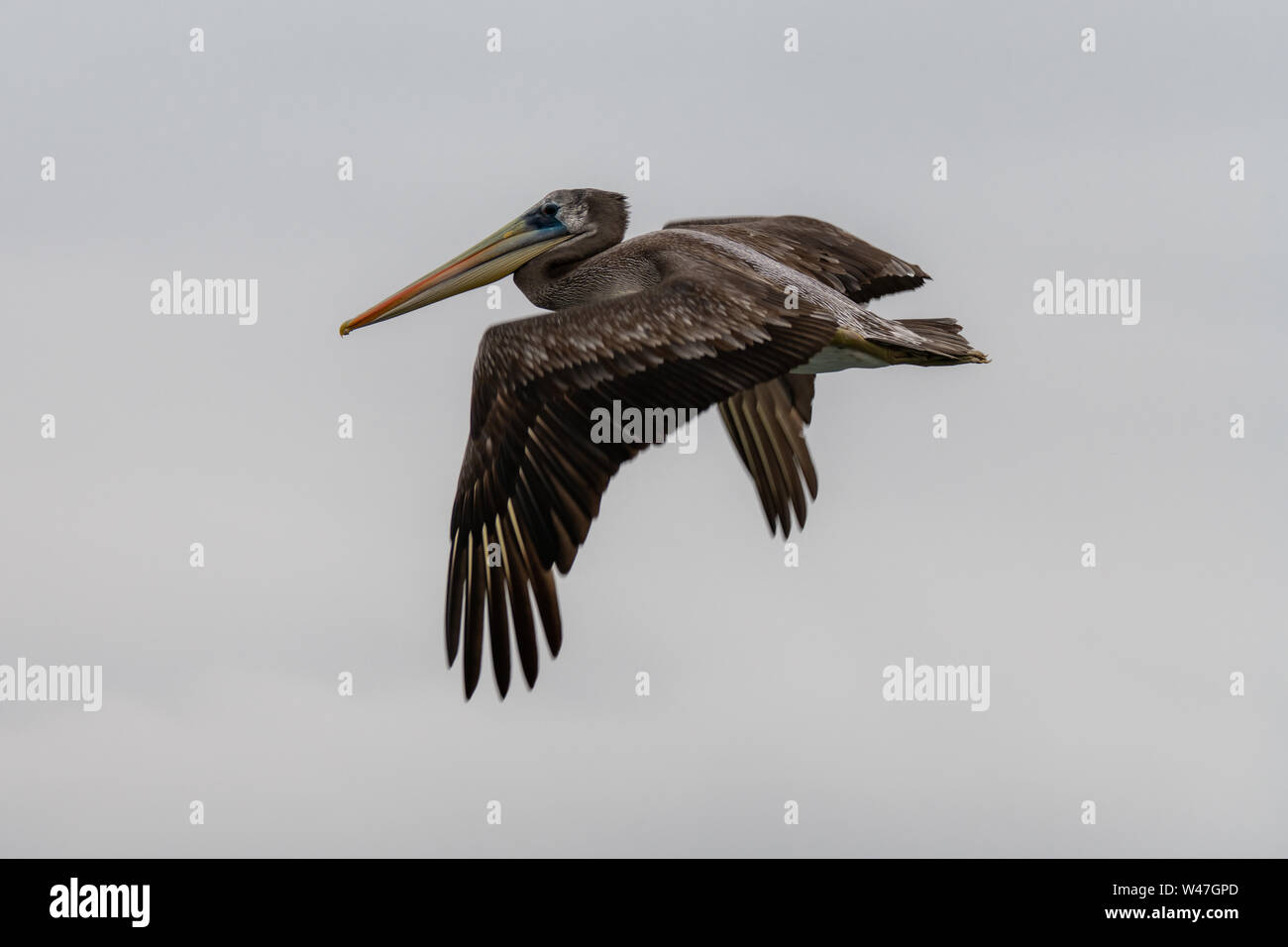 Peruanische Pelikan (Pelecanus thagus) im Flug in der Ballestas Inseln, Peru Stockfoto