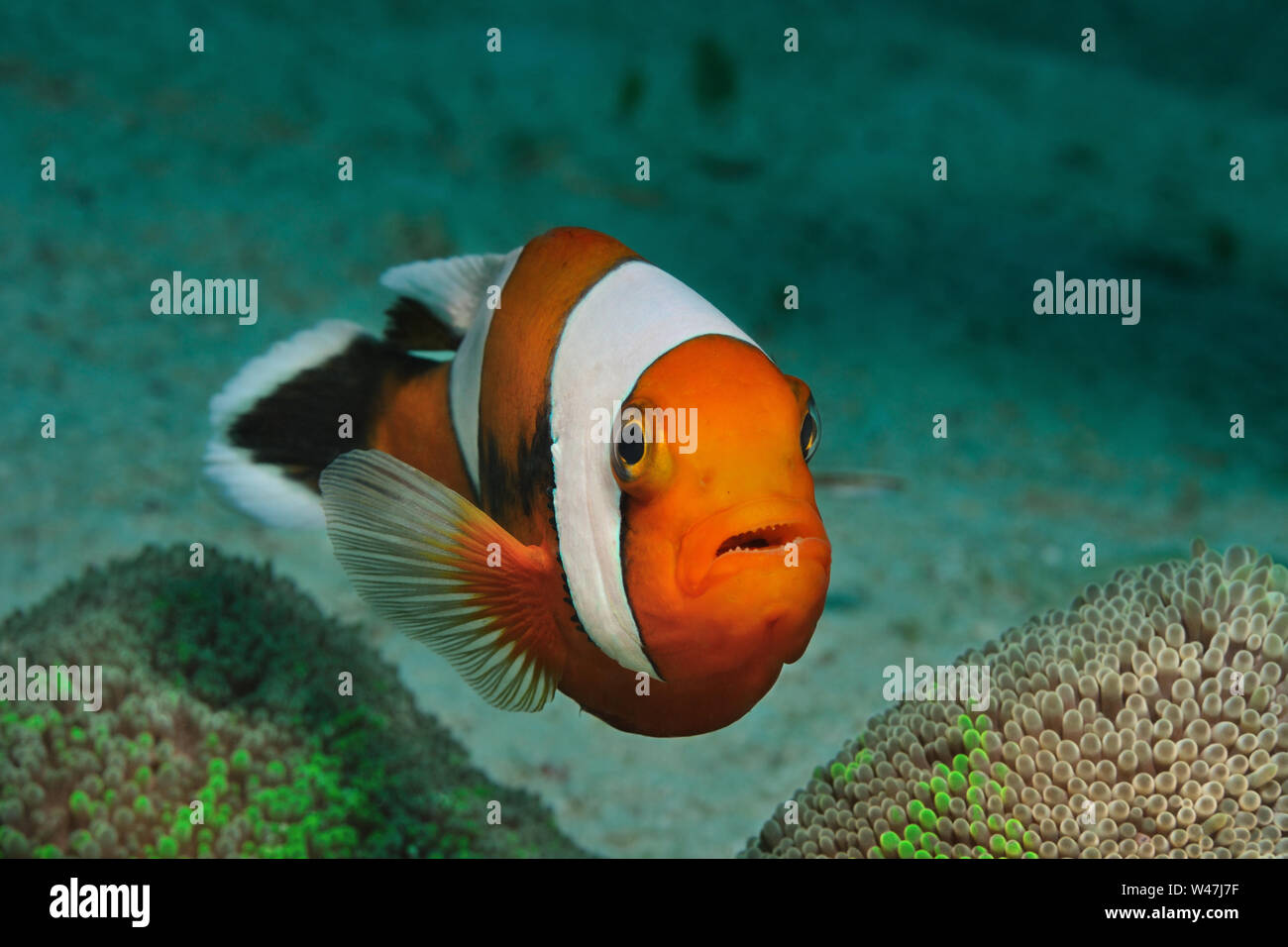 Saddleback Anemonenfischen schwebt über die Anemone, Panglao, Philippinen Stockfoto