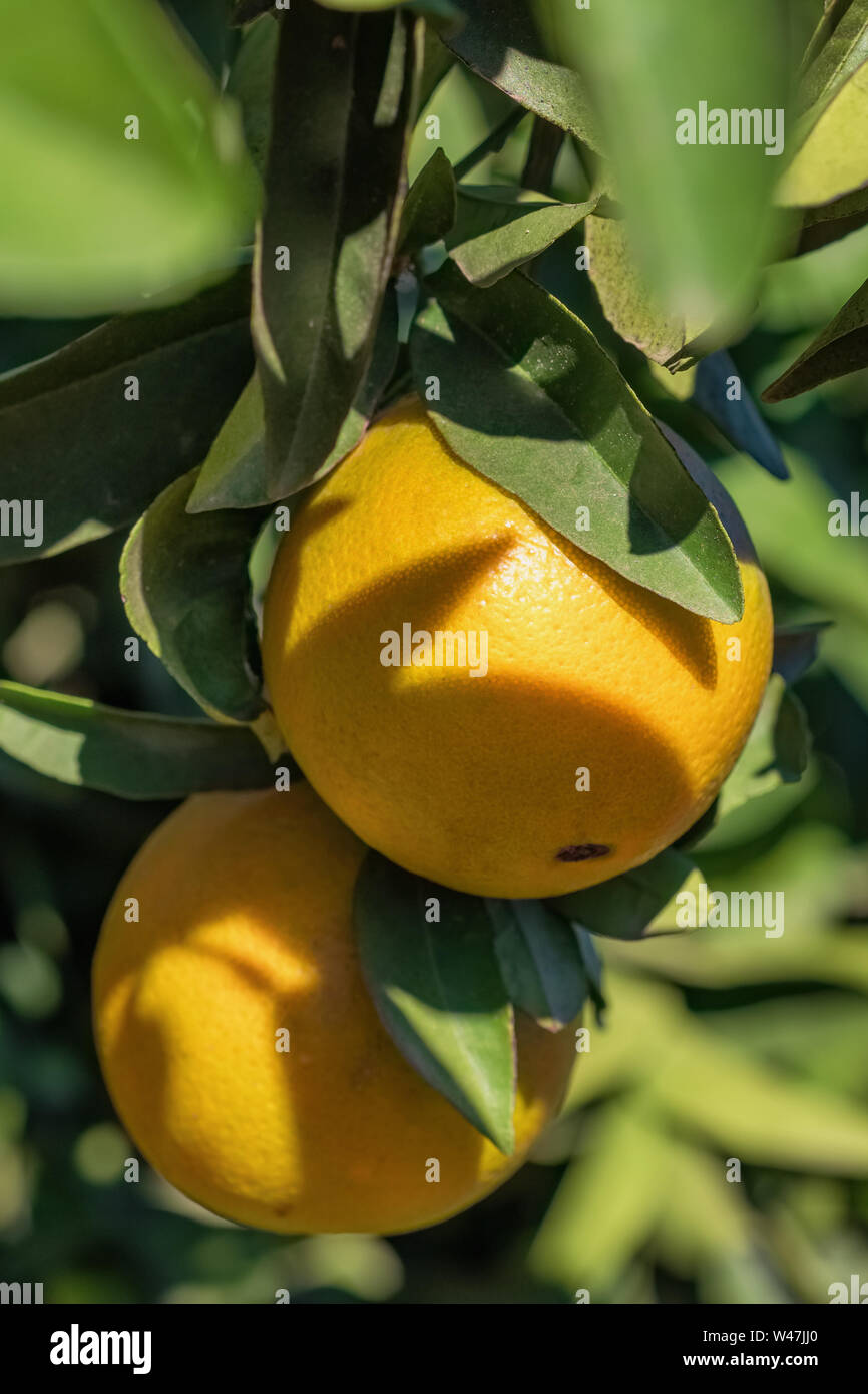 Plantage mit reifen orangen -Fotos und -Bildmaterial in hoher Auflösung –  Alamy