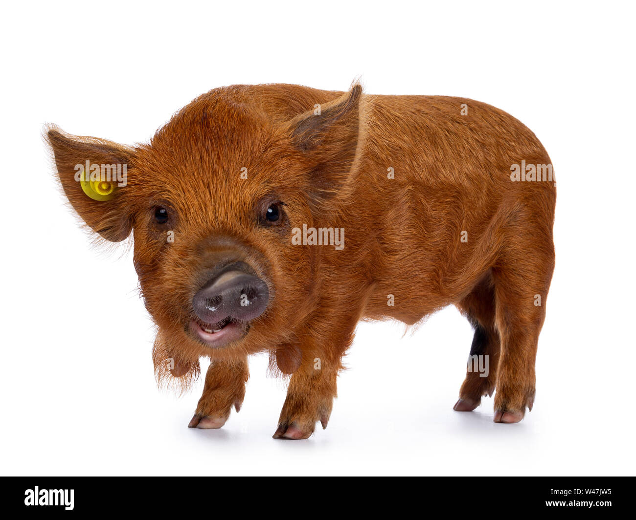 Adorable Ingwer Kunekune Ferkel, stehend Seite weisen. Schauen neugierig mit offenen Mund in Richtung Kamera. Auf weissem Hintergrund. Stockfoto