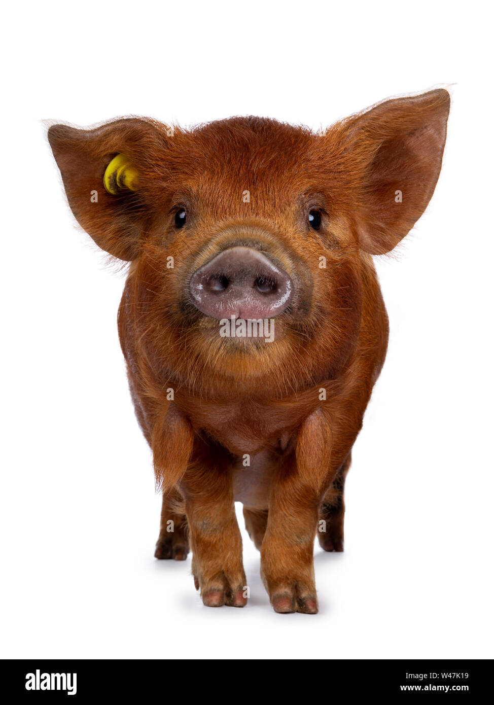 Adorable Ingwer Kunekune Ferkel, stehend nach vorne. Schauen neugierig in Richtung Kamera. Auf weissem Hintergrund. Stockfoto
