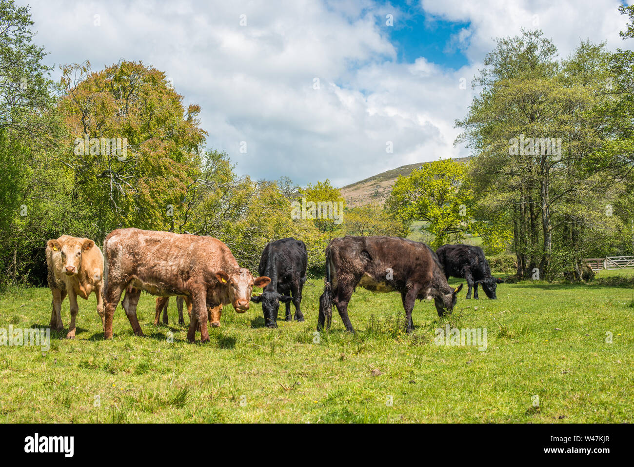 Rinder grasen in ein Feld an Widecome im Moor im Nationalpark Dartmoor, Devon, England, UK. Stockfoto