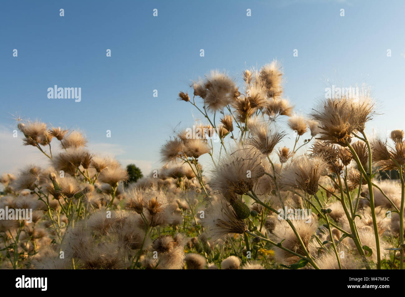 Nahaufnahme der wildflower blüht auf Saatgut bei Sonnenuntergang im ländlichen Illinois gegangen. Stockfoto