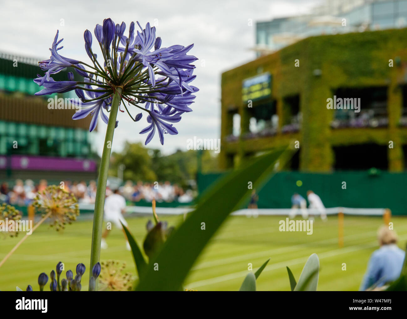 Details von Blumen und einen allgemeinen Blick auf die Wimbledon Championships 2019. Gehalten an der All England Lawn Tennis Club, Wimbledon. Stockfoto