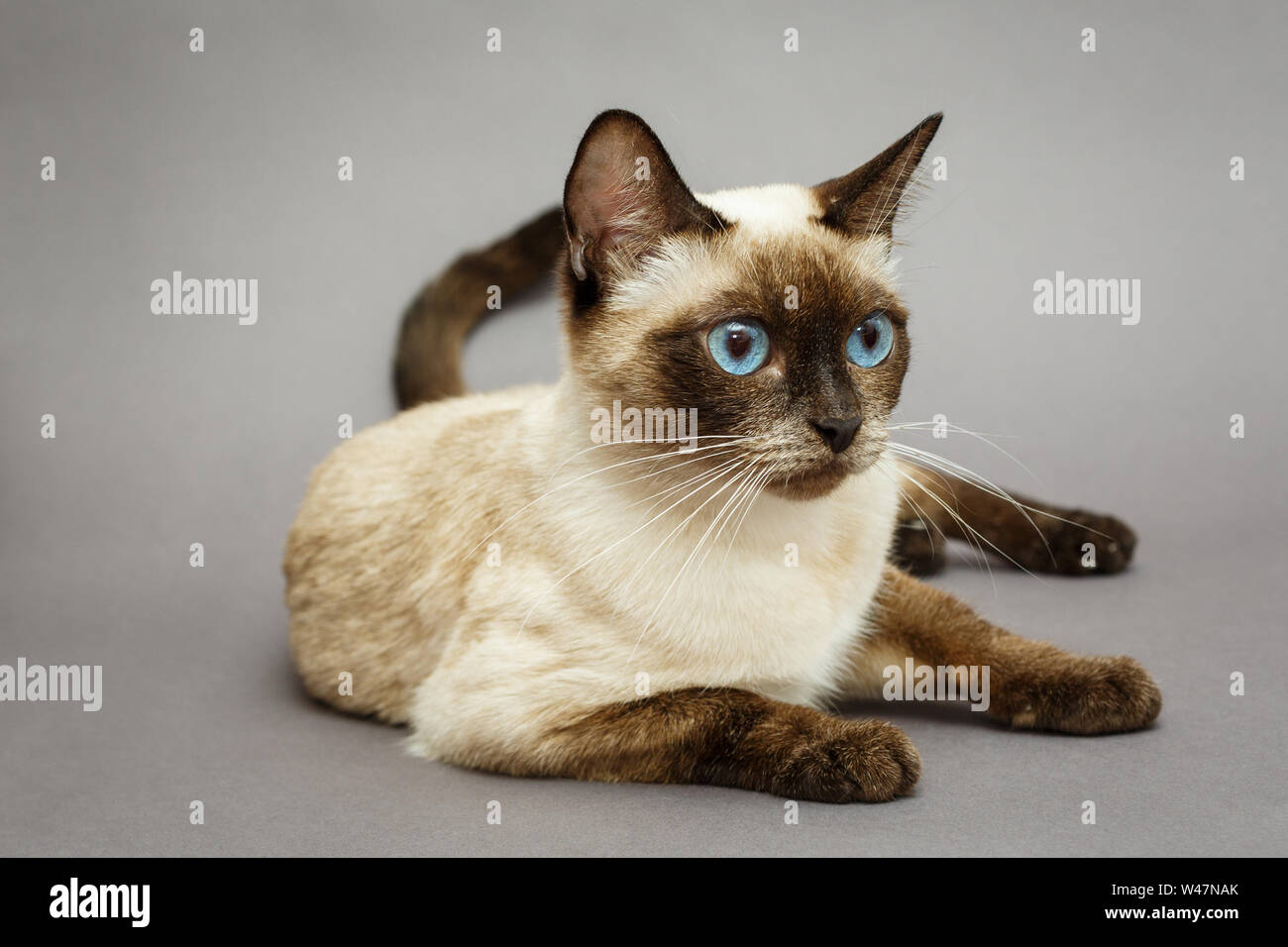 Siam katze grau -Fotos und -Bildmaterial in hoher Auflösung – Alamy