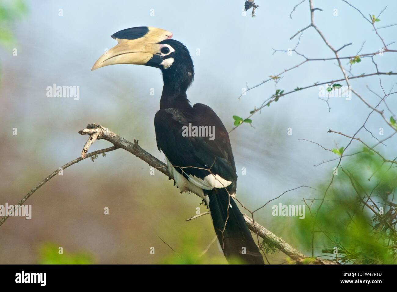 Malabar Pied Hornbill, Yala National Park, Sri Lanka Stockfoto