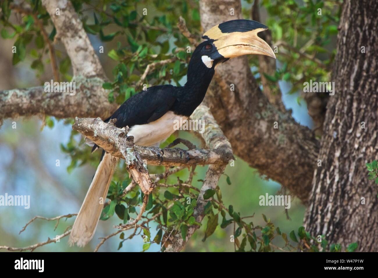 Malabar Pied Hornbill, Yala National Park, Sri Lanka Stockfoto