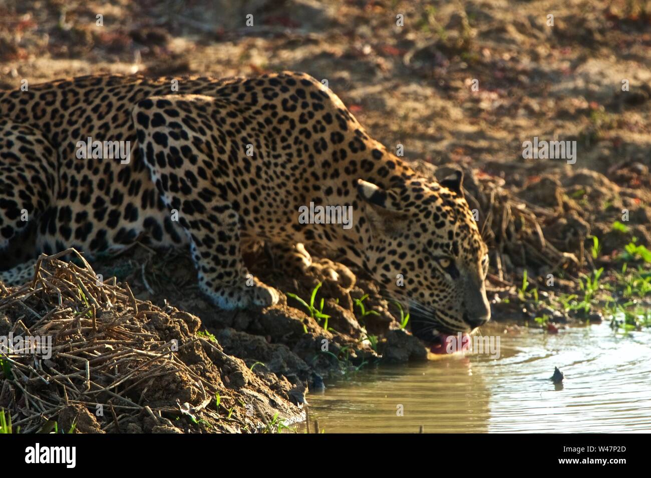 Wilden Leoparden in Sri Lanka Trinkwasser Stockfoto